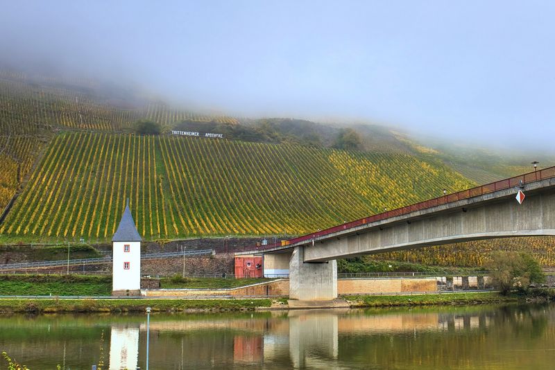 Vineyard on the River Bank