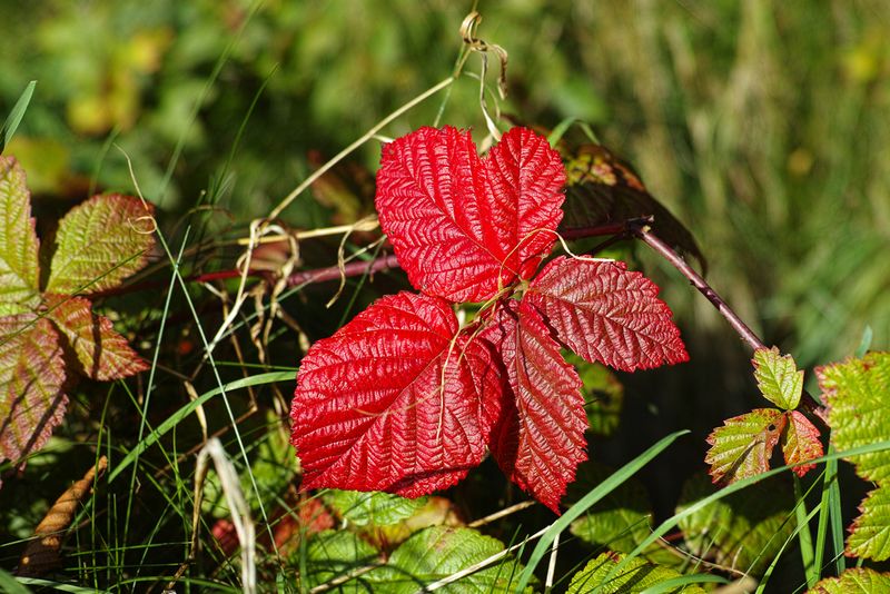 Black Berry Leaf