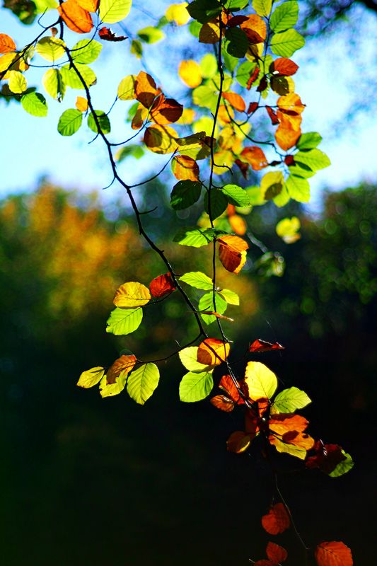 Autumn Leaves