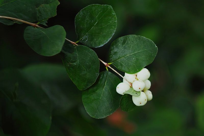 Common Snowberry