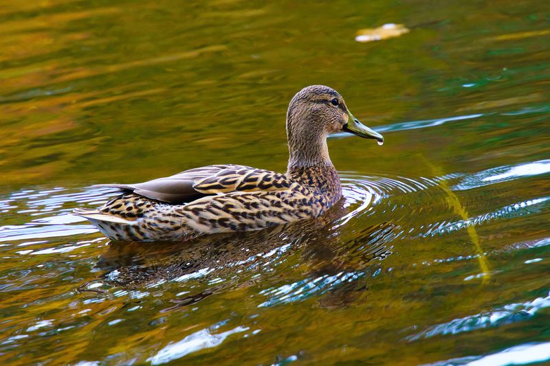 Lady Mallard at the Lake