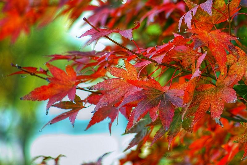 Autumn Leaves