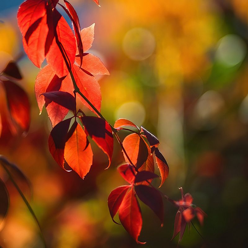 Autumn 2024