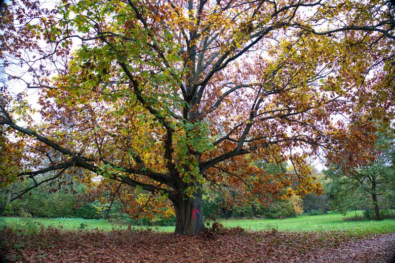 Protected Old Tree