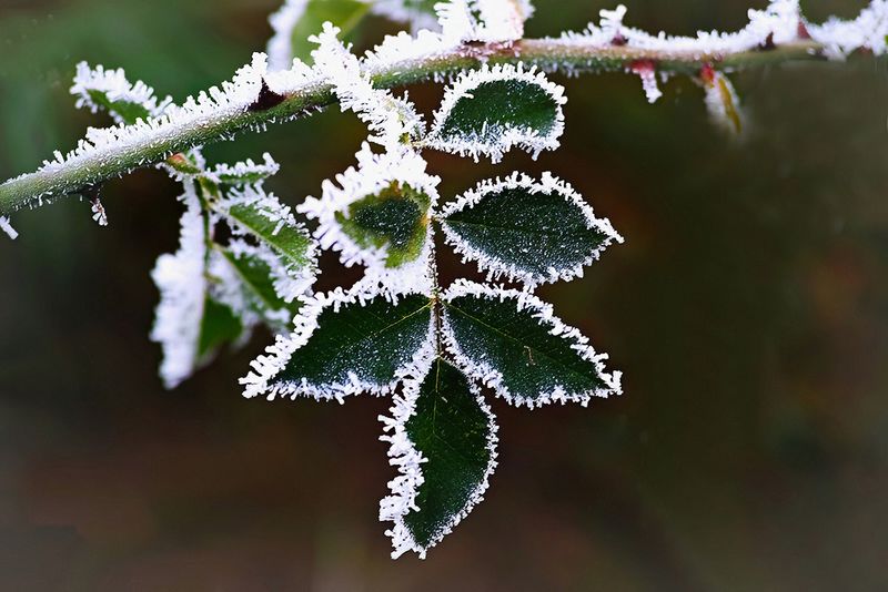 Rose Leaves Edged in Ice