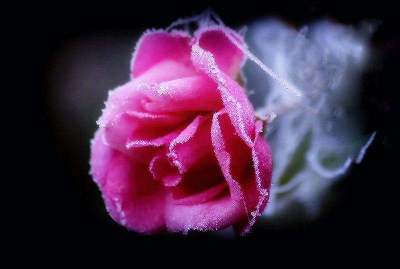 Frozen Rose