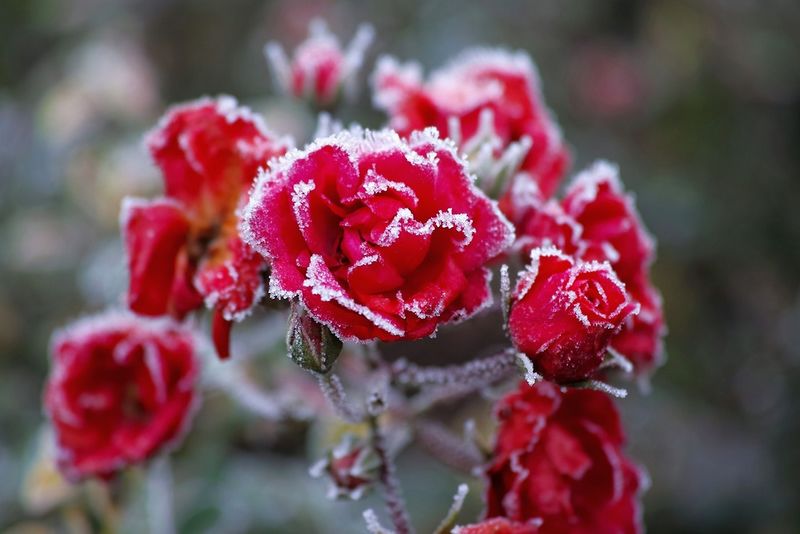 Frozen at the Edges