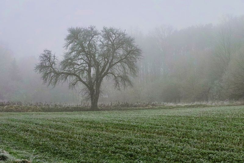The Old Pear Tree in Fog