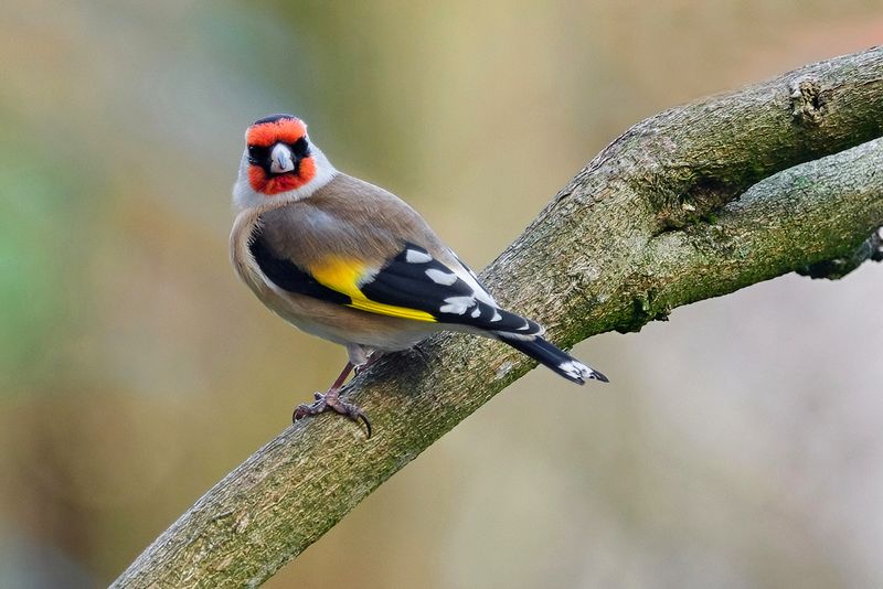 Goldfinch Winter Visitor