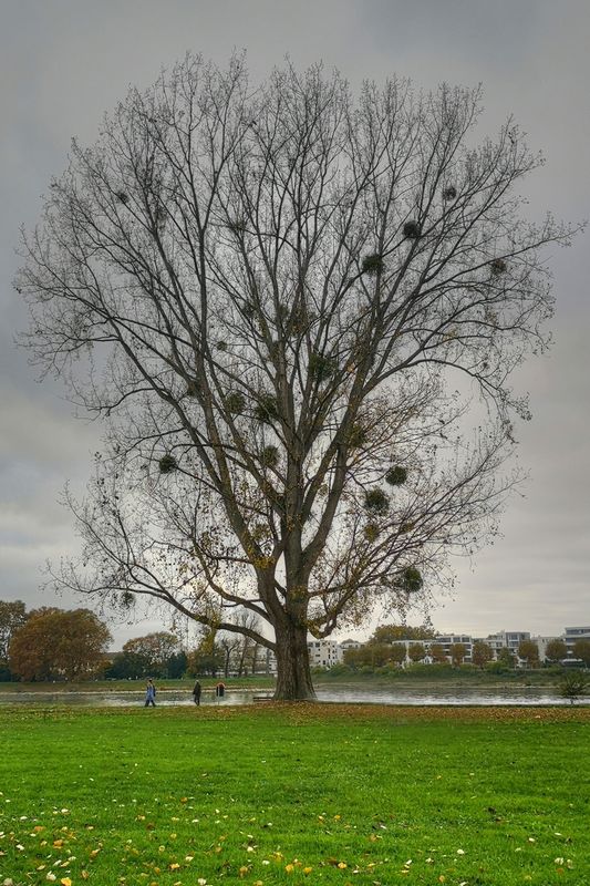 Tree with Mistletoe 