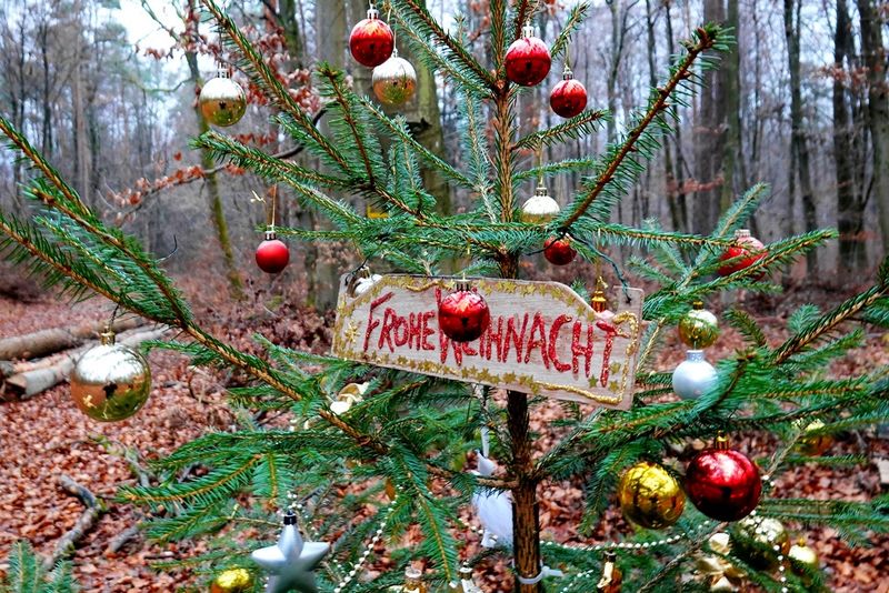 Christmas Message in the Forest