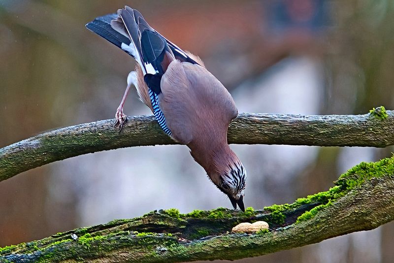 Eurasian Jays