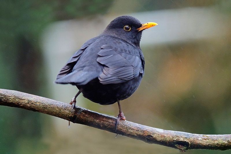 Blackbird