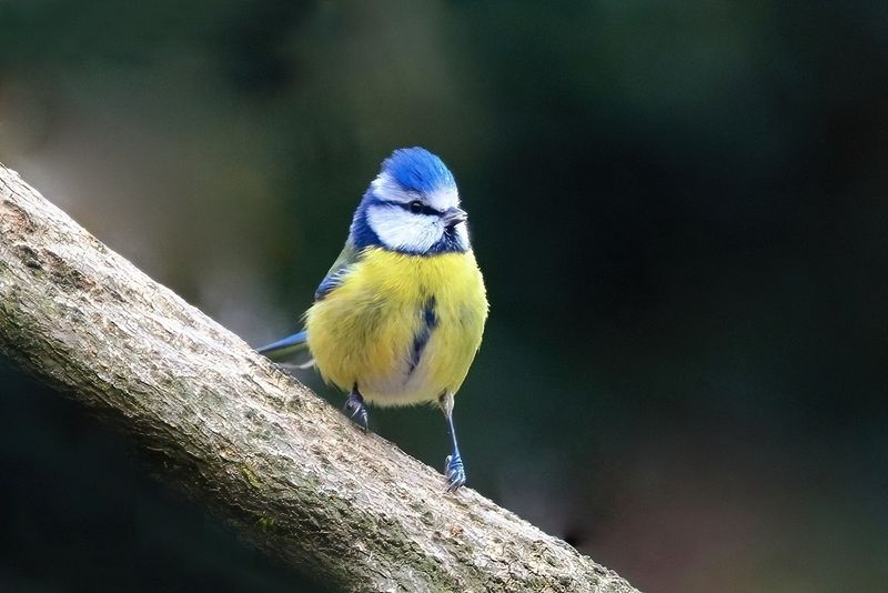 Blue Tit