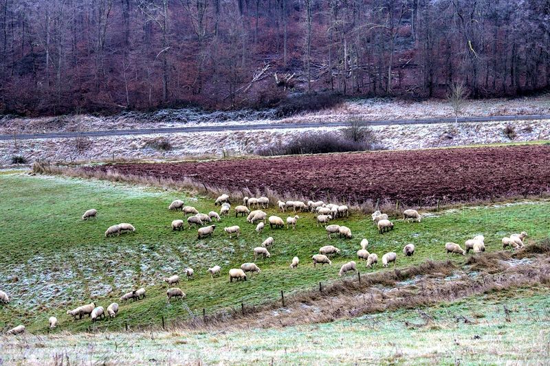 The Sheep on the Hill