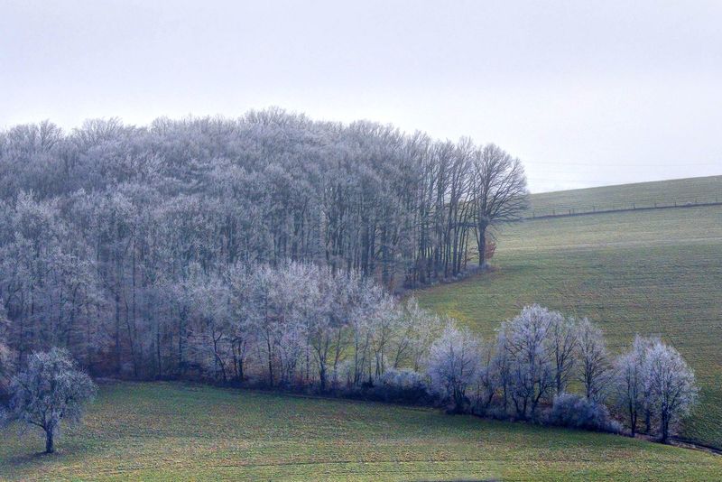 Trees Covered with Ice