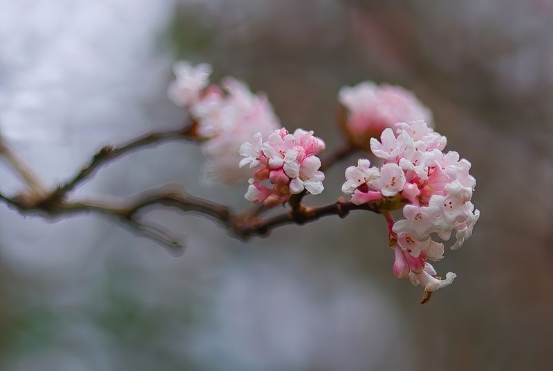 Blossoms in Winter