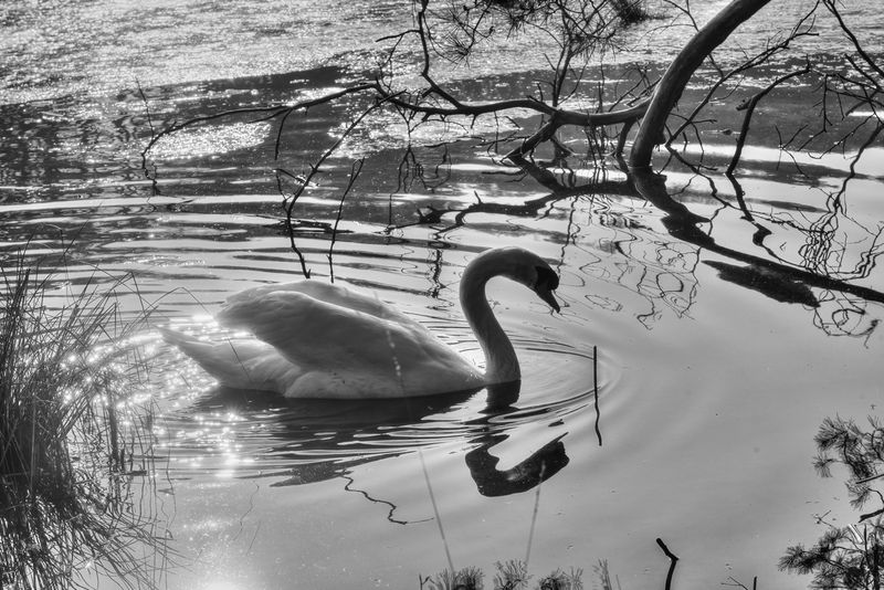 Resident Swan 