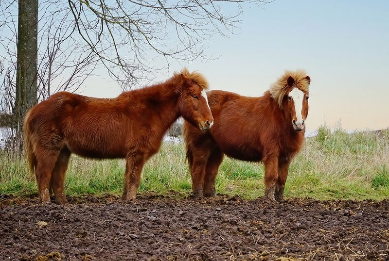 Icelandic Horses