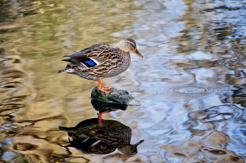 Mallard Reflection
