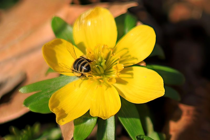 The Winter Aconite