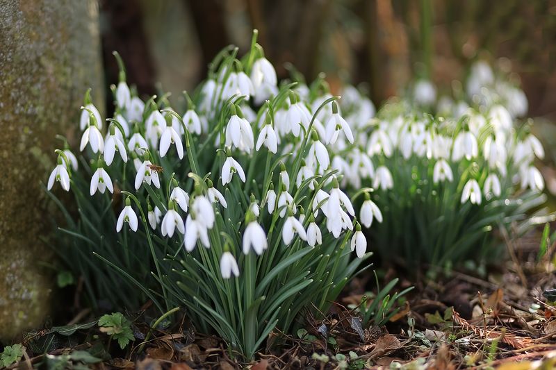 Snowdrops in the Park