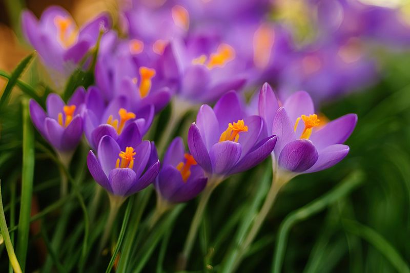 Crocus Group