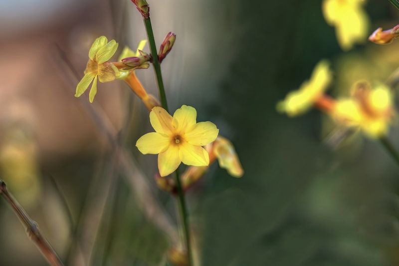 Winter Jasmin