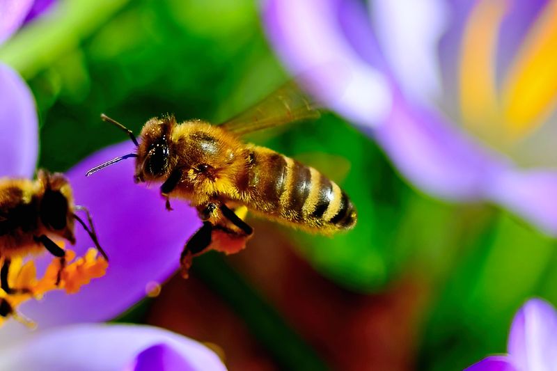 Bee Meeting