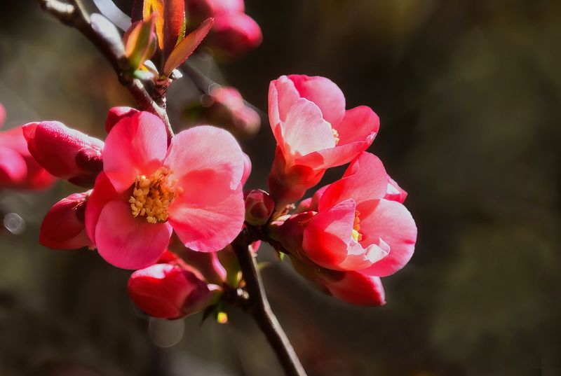 Flowering Quince