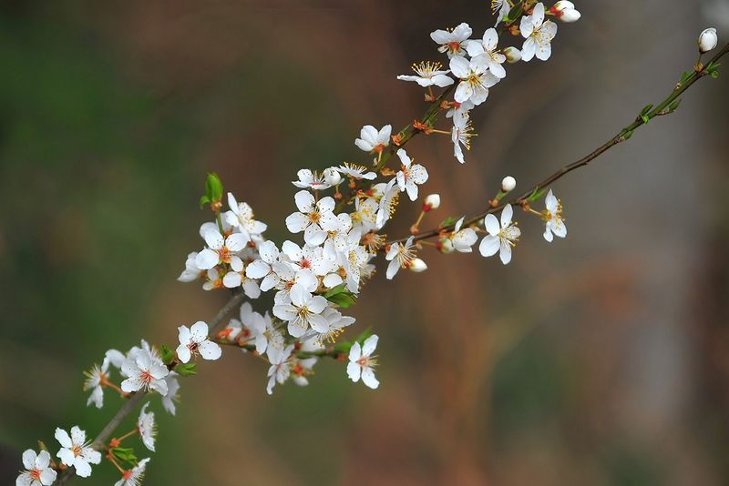 First Blossoms