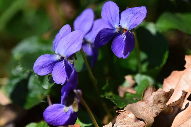 Field Violets