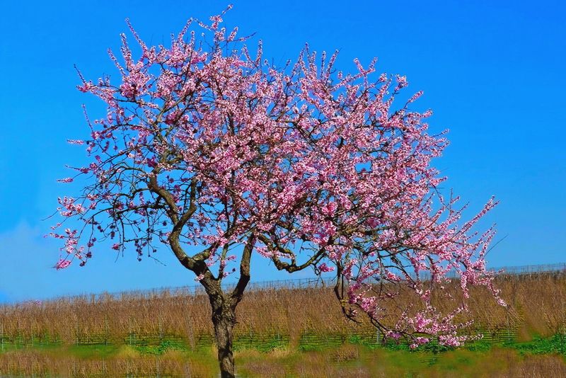 Young Almond Tree