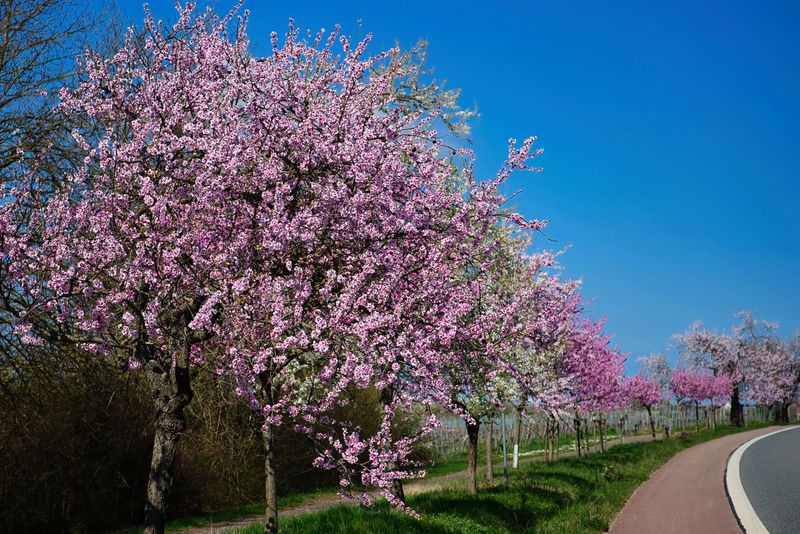 Almond Blossoms