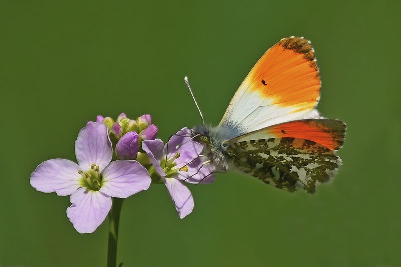 Orange tip (Male)