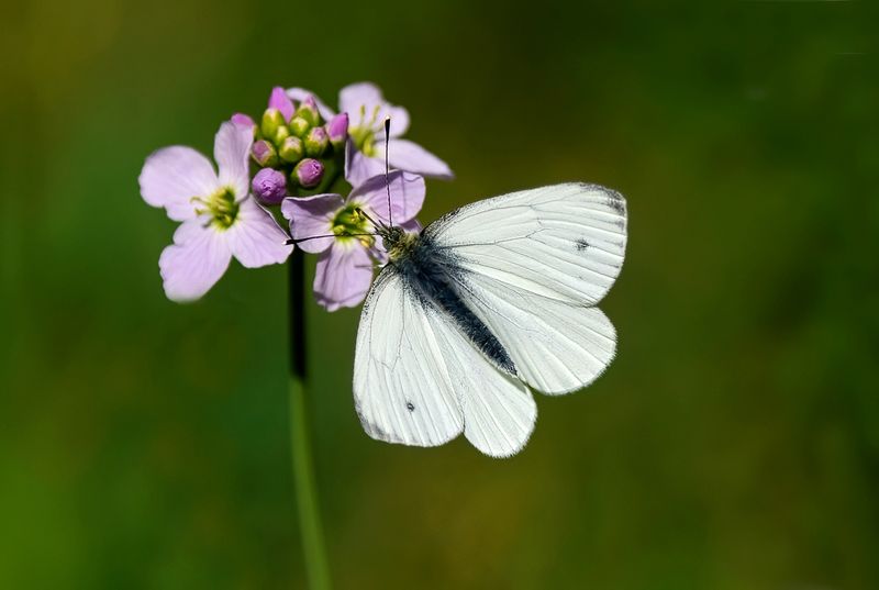 Orange tip (female)