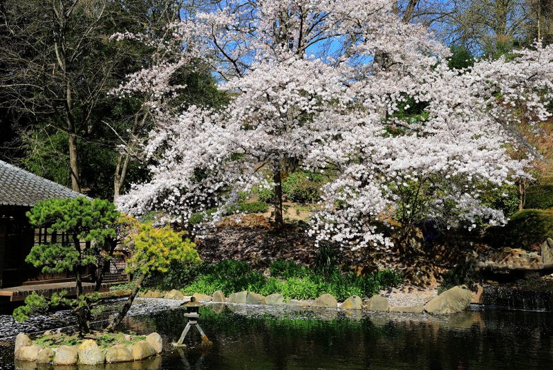 Japanese Garden with Teahouse