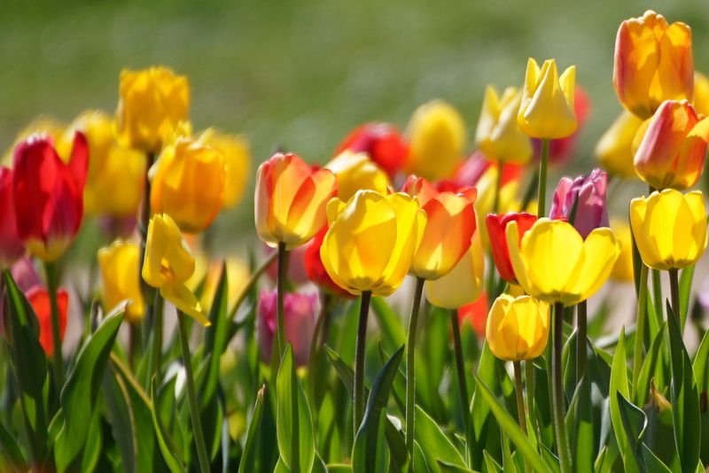 Spring Yellow