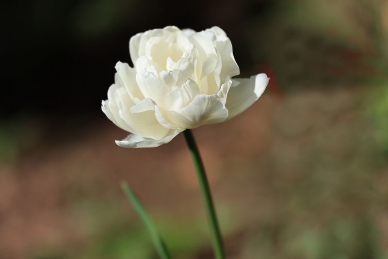 White Beauty