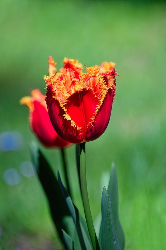 Fuzzy Red
