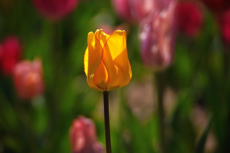 Tulips 2024/2025