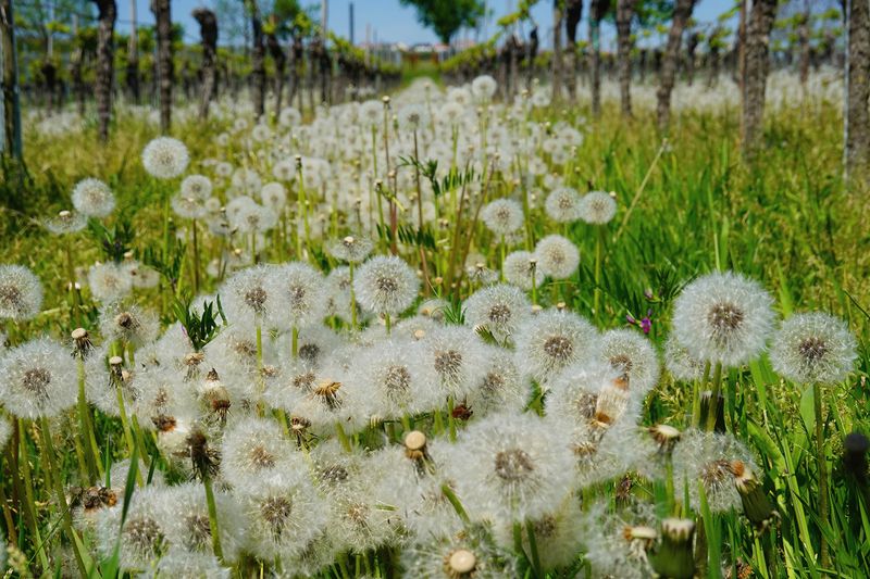 Wildflowers and Herbs