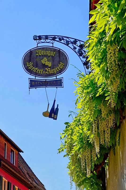 Vines and Wine
