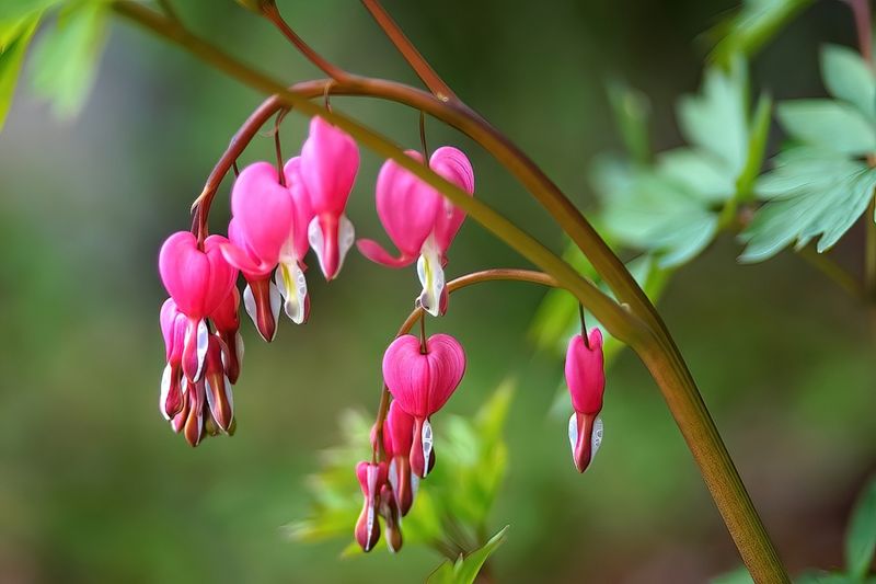 Fresh Hearts
