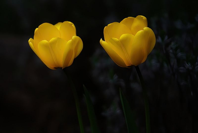 Double Yellow