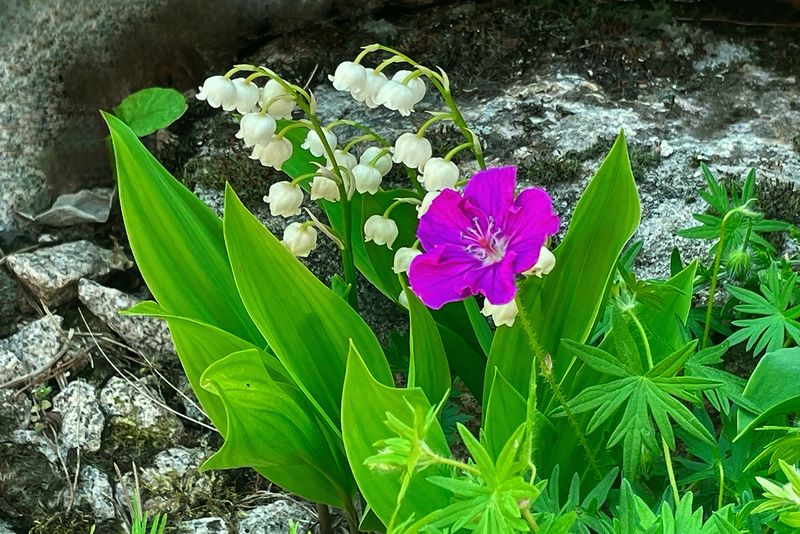 Lily of the Valley