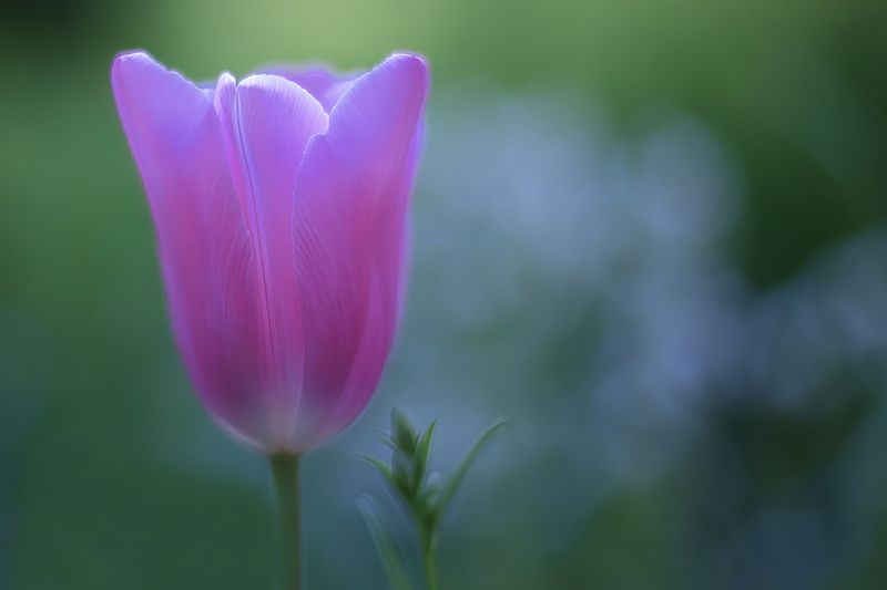 Tulips 2024/2025