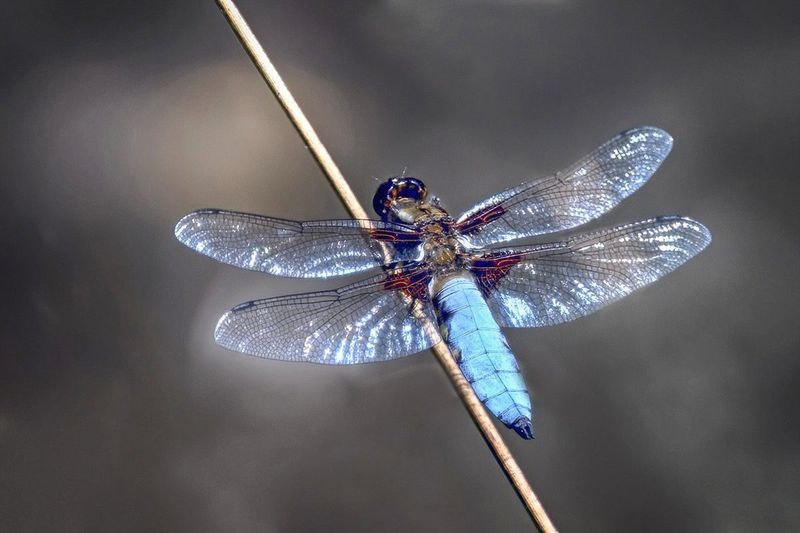 Broad-bodied Chaser