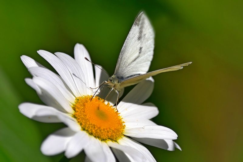 Wildflowers and Herbs