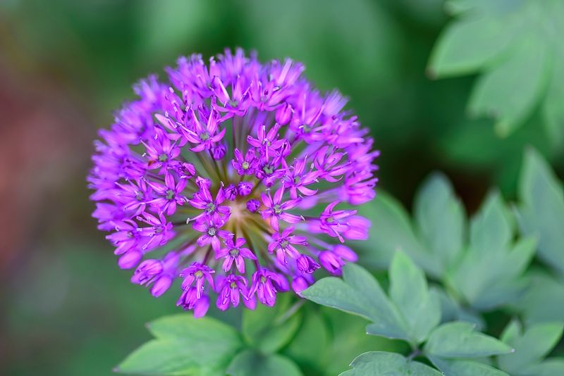 Allium